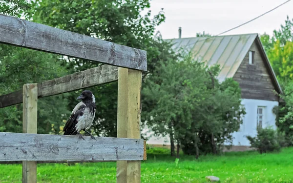 Ворона на деревянном заборе в сельской местности . — стоковое фото