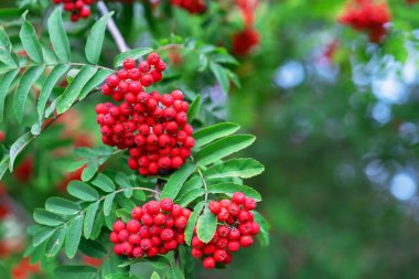 Red Rowan böğürtlenleri Kırmızı yaban mersini kümeleri.