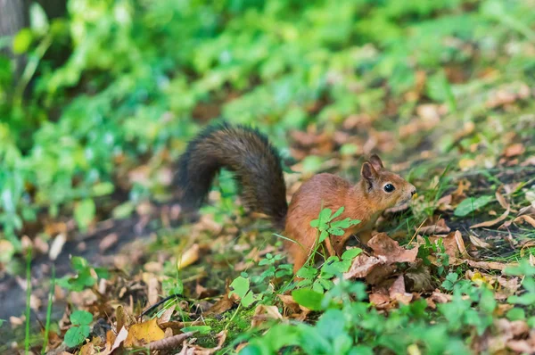 Scoiattolo bruno. Ritratto di scoiattolo. Scoiattolo su uno sfondo di natura . — Foto Stock