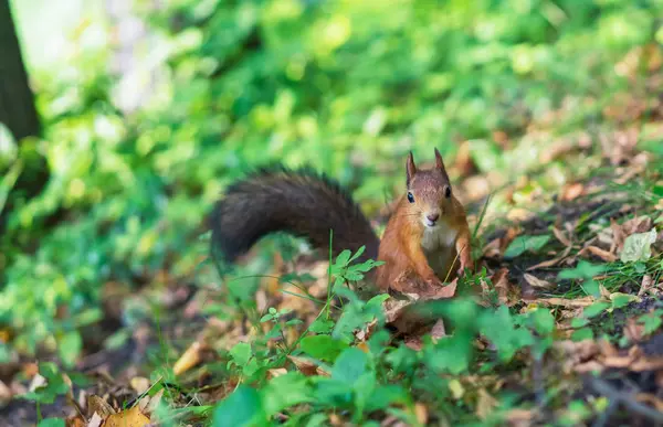 Scoiattolo bruno. Ritratto di scoiattolo. Scoiattolo su uno sfondo di natura . — Foto Stock