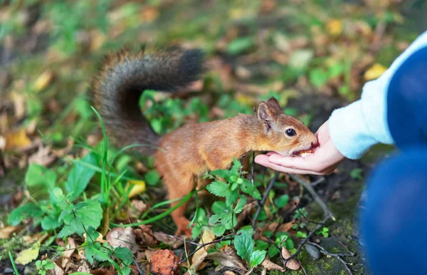 Ardilla comiendo nueces de la mano humana. Ardilla y humano . — Foto de Stock