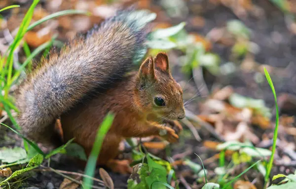 Scoiattolo bruno. Ritratto di scoiattolo. Scoiattolo su uno sfondo di natura . — Foto Stock