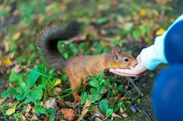 Scoiattolo che mangia noci dalla mano umana. Scoiattolo e umano . — Foto Stock