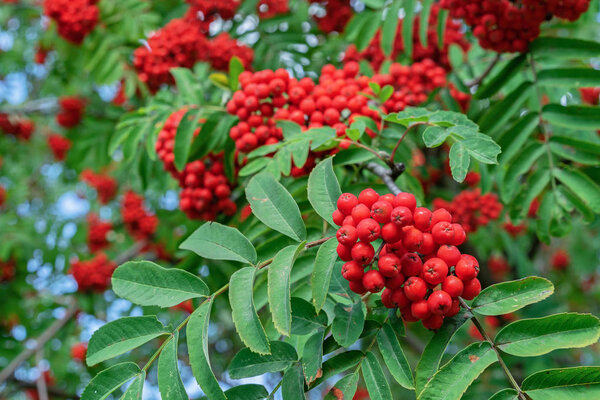 Red rowan berries. Clusters of red rowan berries.