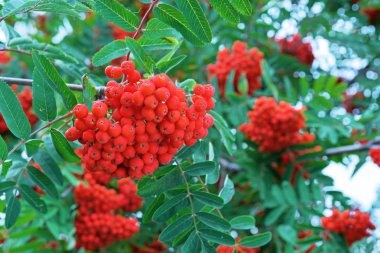 Red Rowan böğürtlenleri Kırmızı yaban mersini kümeleri.