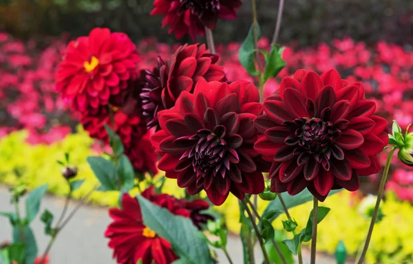 Red Dahlias Arabian night bloom in the garden.