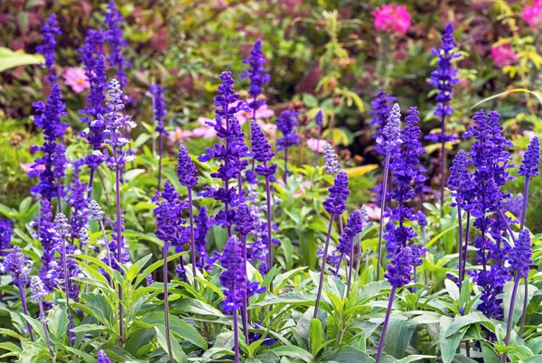 Flores violetas en el diseño del paisaje del jardín . —  Fotos de Stock