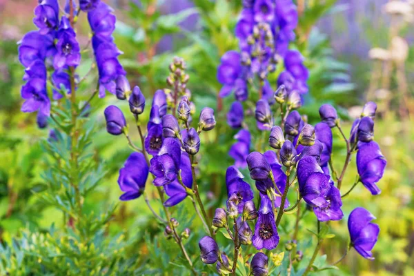 Aconite flower or wolf root is a poisonous plant. Violet flowers. — Stock Photo, Image