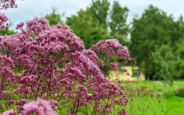 Eupatorium bahçede çiçek açar. Sonbahar bahçesi.