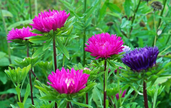 Aster flowers. Pink and purple asters on a background of green leaves.