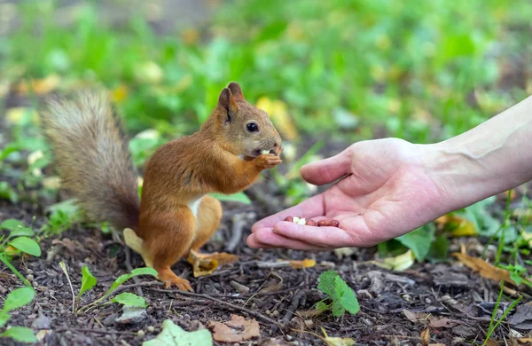 Scoiattolo che mangia noci dalla mano umana. Scoiattolo e umano . — Foto Stock