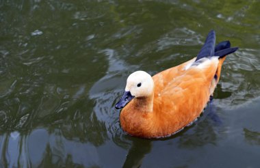 Kahverengi ördek bir havuzda yüzer. Su kuşu.