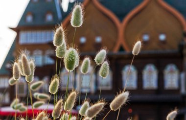 Lagurus ovatus, yaygın hare-kuyruk, tavşan'ın kuyruklu çim veya bunnytail denilen.
