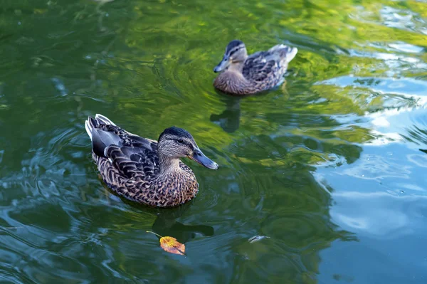Szürke kacsa úszni a tóban. Vízimadarak. — Stock Fotó