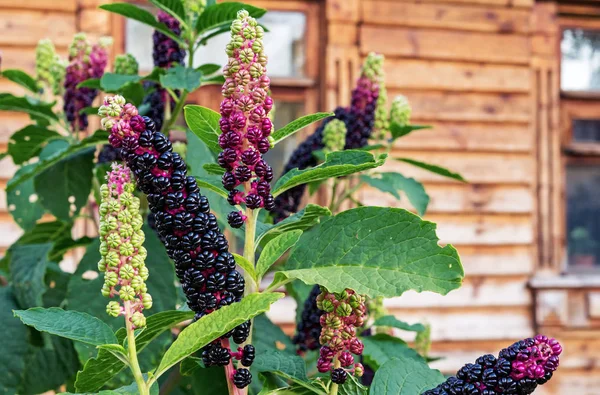 Pokeweed Americana veya sadece phytolacca. Phytolacca'nın siyah meyveleri. Zehirli bitkiler. — Stok fotoğraf