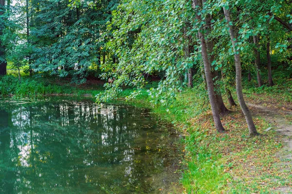 Pittoresco lago tra alberi verdi. Stagno forestale circondato da alberi . — Foto Stock