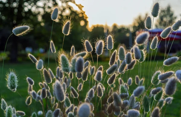 Lagurus ovatus, yaygın hare-kuyruk, tavşan'ın kuyruklu çim veya bunnytail denilen.