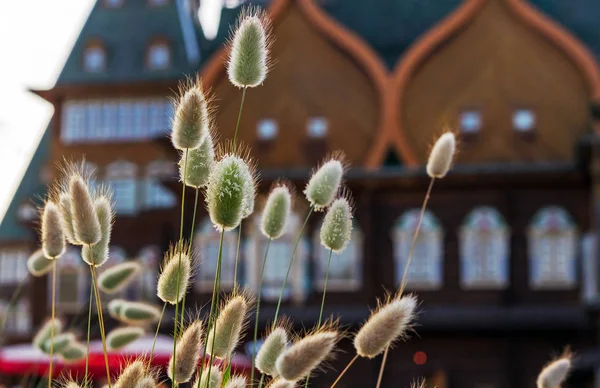 Lagurus ovatus, yaygın hare-kuyruk, tavşan'ın kuyruklu çim veya bunnytail denilen.