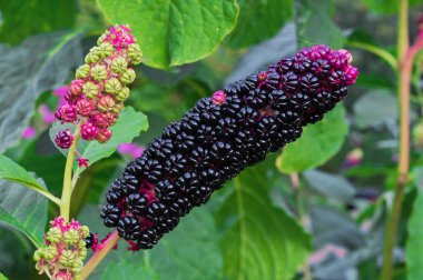 Pokeweed veya Phytolacca americana. Phytolacca siyah meyveleri.