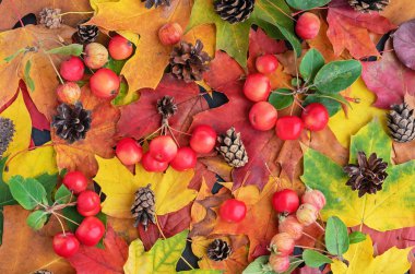 Sonbahar. Yapraklar, cennet elmaları ve kozalaklarla sonbahar kompozisyonu.