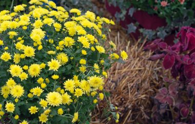 Sonbahar bahçesinde sarı kasımpatı. Kasımpatıların arka planı.
