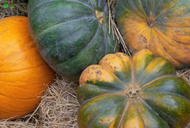 Balkabağı. Yeşil ve turuncu balkabaklarıyla kompozisyon.