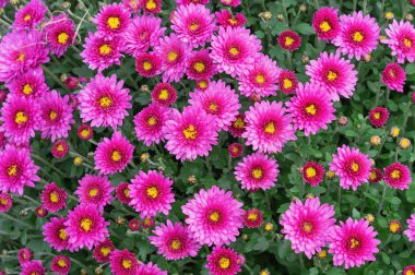 Sonbahar bahçesinde pembe kasımpatılar. Kasımpatıların arka planı.