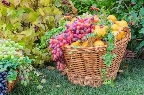 Grapes in a wicker basket on green grass. Harvesting grapes. — Stock Photo, Image