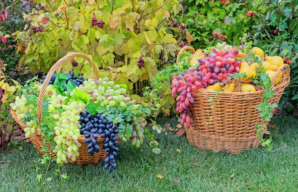 Uva in un cesto di vimini su erba verde. Raccolta dell'uva . — Foto Stock