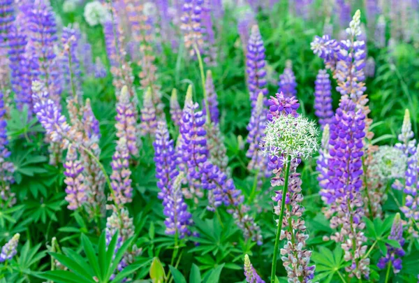 Çiçek Açan Lupin Çiçeği Mor Lupin Çiçeği Alan Lupası — Stok fotoğraf