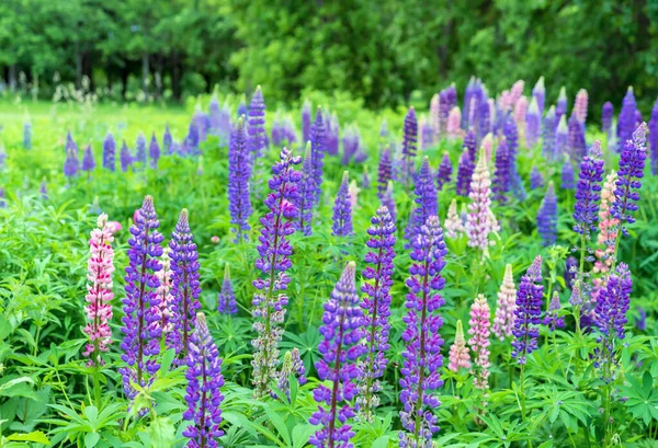 花は総状花序を伸ばします 紫色の花を咲かせます フィールドライン — ストック写真