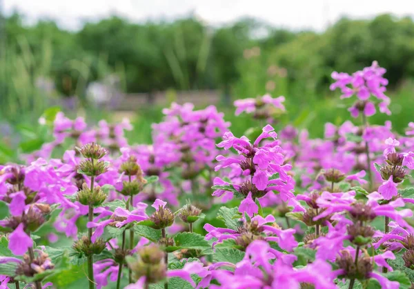 Fialové Květy Betonika Officinalis Letní Zahradě — Stock fotografie