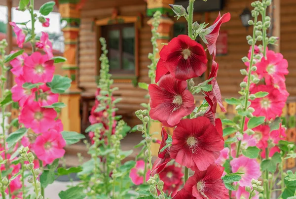 Fleurs Rouges Roses Mauve Lat Alcea Rosea Sur Fond Une — Photo