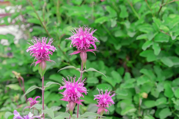 Monarda Nebo Divoký Bergamot Lilac Květiny Letní Zahradě — Stock fotografie