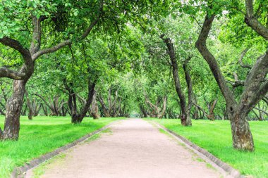 Elma bahçesine park et. Bakış açısı mesafeye doğru çekilen bir bahçe yolu..