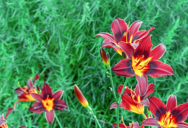 夏の庭に赤いユリの花 東洋の星のユリとして知られています — ストック写真