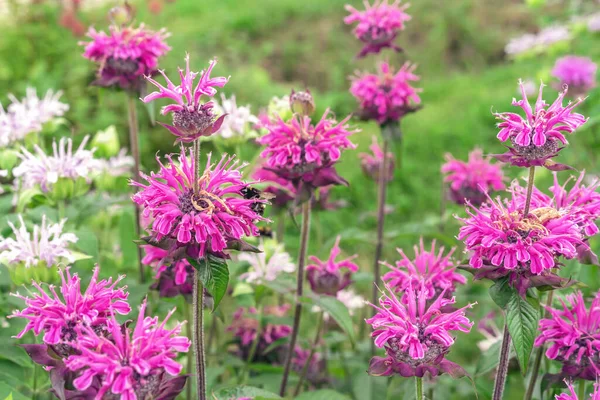 Růžová Monarda Včelí Balzám Nebo Bergamot Letní Zahradě — Stock fotografie