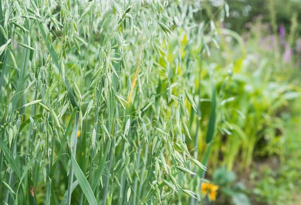 Green seed oats, a common cereal plant.