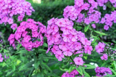 Mor phlox (Phlox paniculata) yaz bahçesinde çiçek açar.