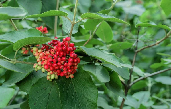 Gelb Rote Beeren Von Viburnum Gordovina Oder Viburnum Lantana — Stockfoto