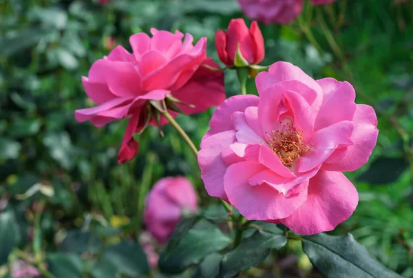 Kwitnące Różowe Róże Tle Zielonych Liści — Zdjęcie stockowe