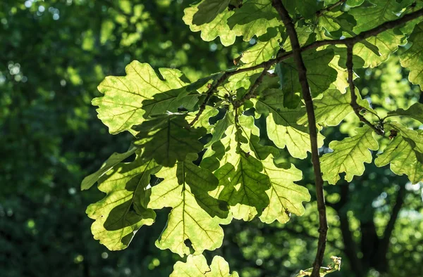 Sunlight Green Oak Leaves Summer Forest — Stock Photo, Image