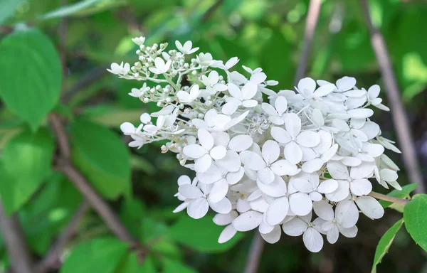 白紫陽花の春は繊細でロマンチックな花です — ストック写真