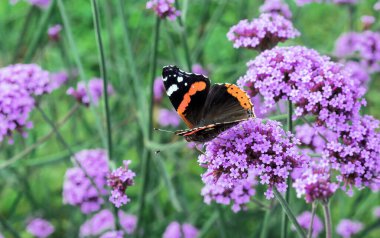 Kral kelebeği yaz bahçesinde leylak çiçekleri üzerinde.
