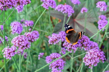 Kral kelebeği yaz bahçesinde leylak çiçekleri üzerinde.