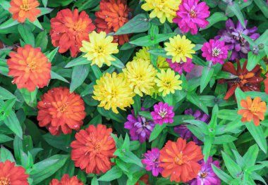 Zinya zarafetinin ya da zarif zinyanın çok renkli karışımı..