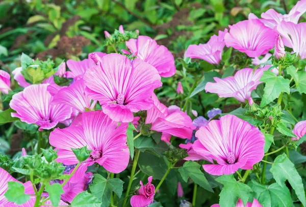 Flores Petunia Rosa Son Plantas Ornamentales Jardín Balcón Anual —  Fotos de Stock