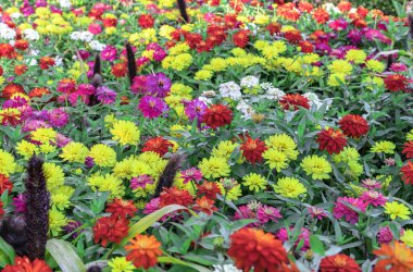 Zinya zarafetinin ya da zarif zinyanın çok renkli karışımı..