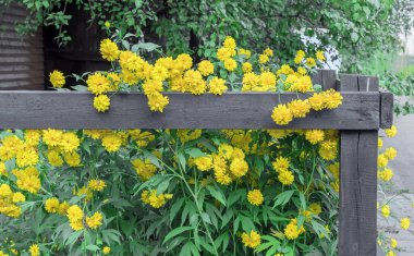 Sarı çiçekler rudbeckia laciniata ya da rudbeckia altın top ahşap bir çitin yanında.