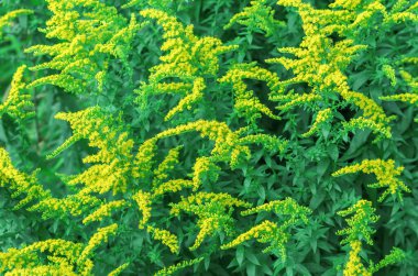 Sarı Kanadalı Goldenrod veya Lat. Solidago canadensis.